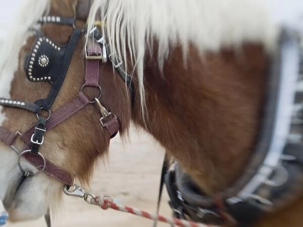 Tucson, Arizona. Details of draft horses during preparation for Tucson rodeo parade