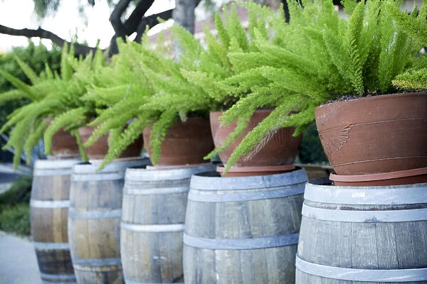 Tucson, Arizona. Ferns in pots on barrels