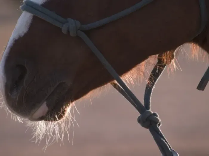 Framed Print : Tucson, Arizona: Nose of a horse of rodeo competitor at the Tucson Rodeo