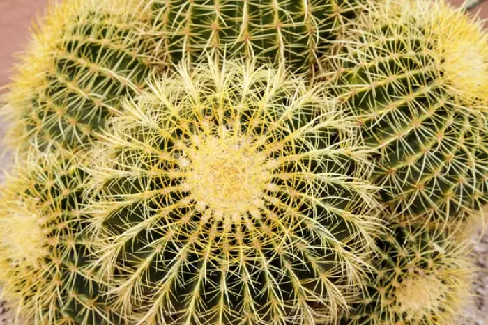 Framed Print : Tucson, Arizona, United States. Close up of a cactus at the White Stallion Dude Ranch