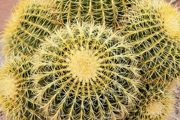 Tucson, Arizona, United States. Close up of a cactus at the White Stallion Dude Ranch