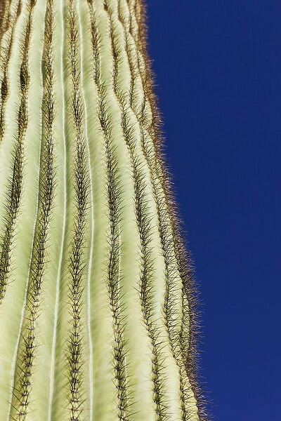 Tucson, Arizona, United States. Sugaro cactus