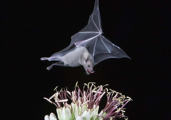 Tucson, Arizona, USA, Leafnosed fruit bat over agave blossom