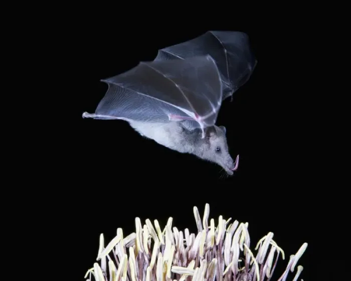 Framed Print : Tucson, Arizona, USA, Leafnosed fruit bat over agave blossom