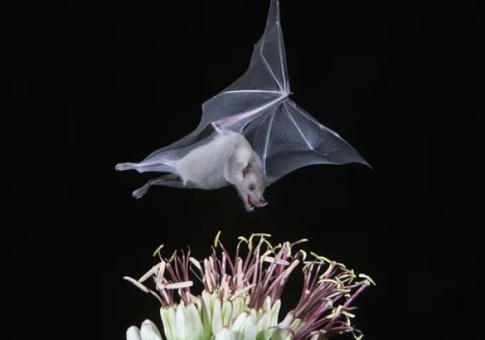 Framed Print : Tucson, Arizona, USA, Leafnosed fruit bat over agave blossom Framed Print : Tucson, Arizona, USA, Leafnosed fruit bat over agave blossom