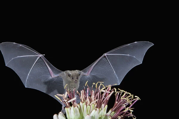 Tucson, Arizona, USA, Leafnosed fruit bat flying up to agave blossom