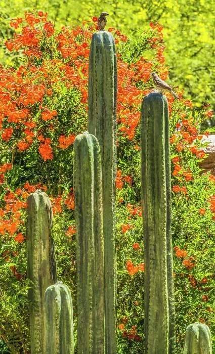 Framed Print : Tucson Botanical Gardens, Tucson, Arizona Framed Print : Tucson Botanical Gardens, Tucson, Arizona