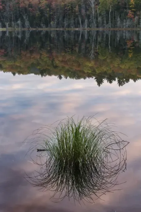 Framed Print : Tuft of grass and morning sky reflection, Irwin Lake, Hiawatha National Forest, Upper