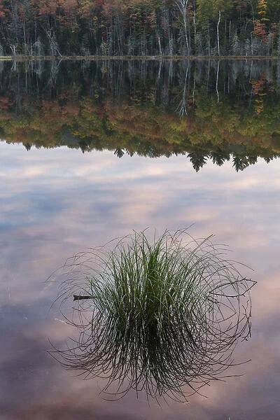 Tuft of grass and morning sky reflection, Irwin Lake, Hiawatha National Forest, Upper