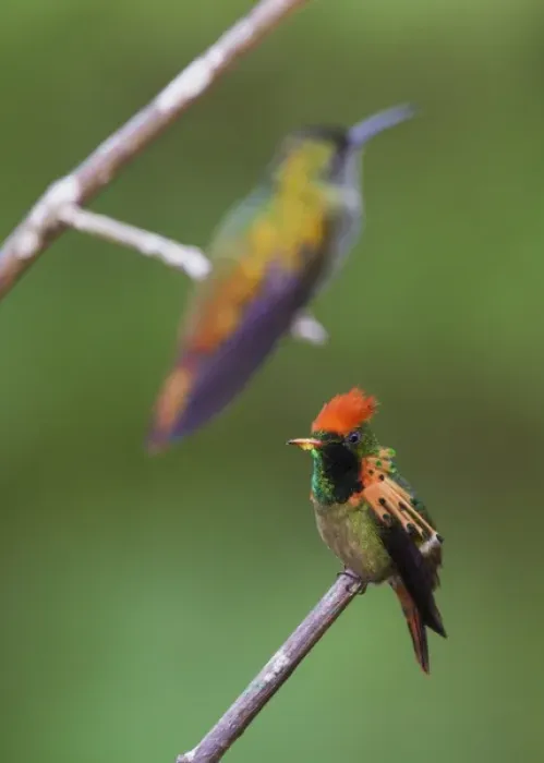 Framed Print : Tufted Coquette Framed Print : Tufted Coquette
