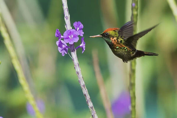 Tufted Coquette eating