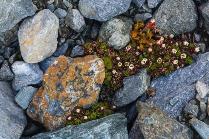 Framed Print : Tufted saxifrage {Saxifraga cepitosa}, in flower
