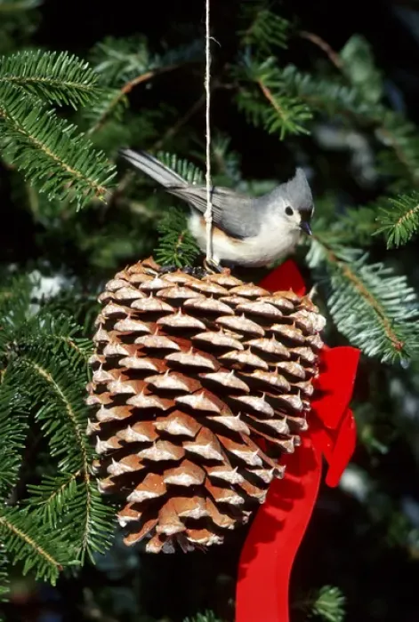 Framed Print : Tufted Titmouse (Baeolophus bicolor) on pine cone in winter, Marion Co, Illinois