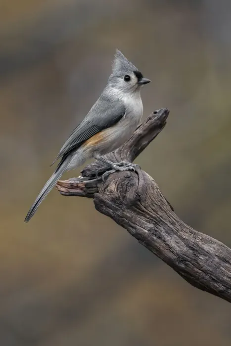 Framed Print : Tufted titmouse, Kentucky