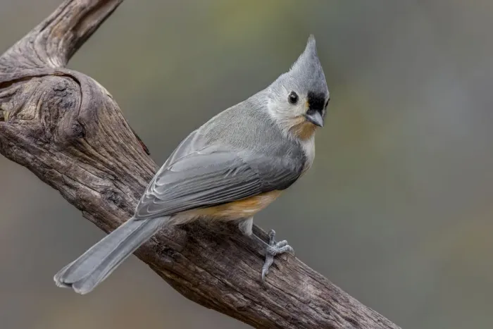 Framed Print : Tufted titmouse, Kentucky Framed Print : Tufted titmouse, Kentucky