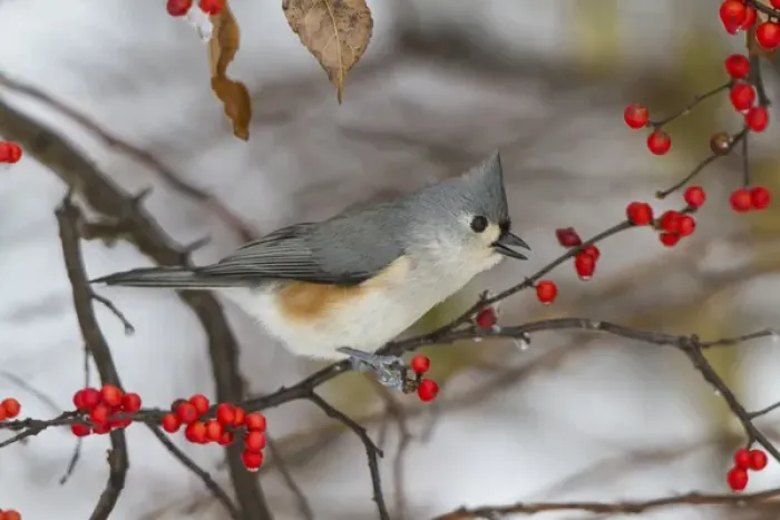 Framed Print : Tufted Titmouse (Parus bicolor) in Common Winterberry bush (Ilex verticillata) in winter