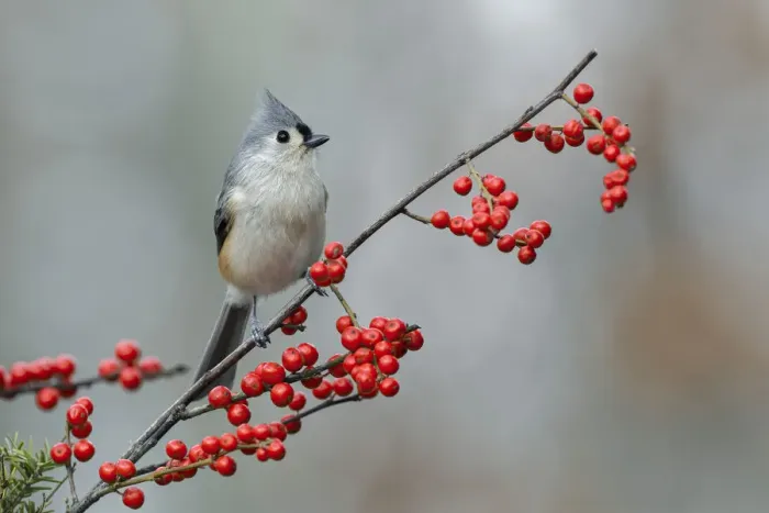 Framed Print : Tufted titmouse and red berries, Kentucky