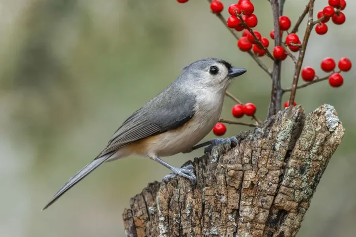 Framed Print : Tufted titmouse and red berries, Kentucky Framed Print : Tufted titmouse and red berries, Kentucky