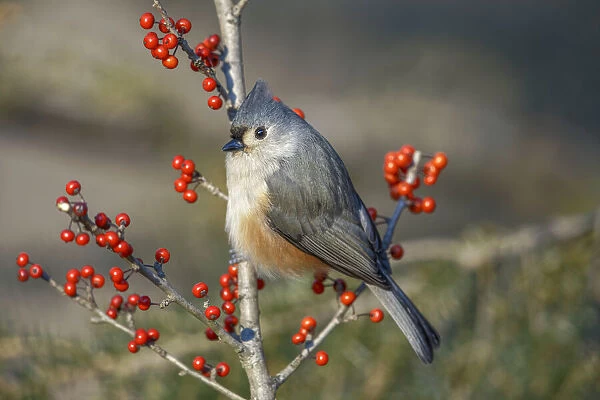 Tufted titmouse among red berries in winter