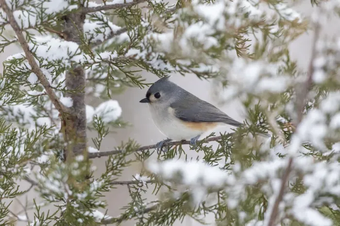 Framed Print : Tufted titmouse in red cedar tree in winter snow, Marion County, Illinois Framed Print : Tufted titmouse in red cedar tree in winter snow, Marion County, Illinois