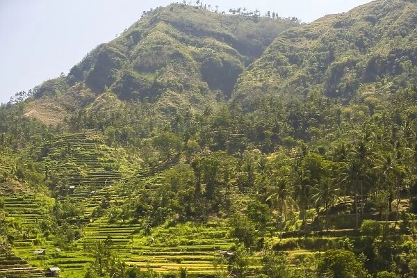 Tukadabu Rice Terraces near Tulamben, North Bali, Indonesia, S. E. Asia (RF)