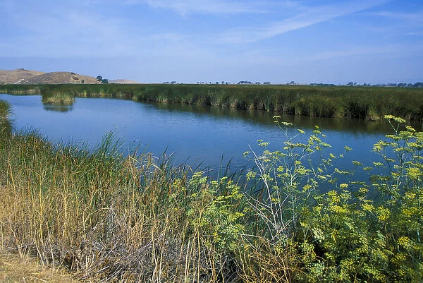 Tule reed wetlands was a source of building materials for the Ohlone Costanoan tribes