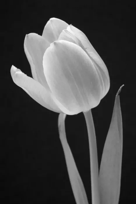Framed Print : Tulip