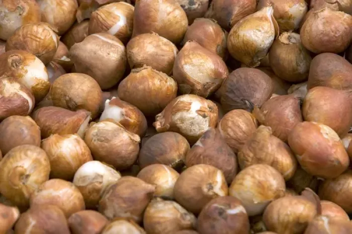 Framed Print : Tulip bulbs for sale at a market in Amsterdam, Netherlands