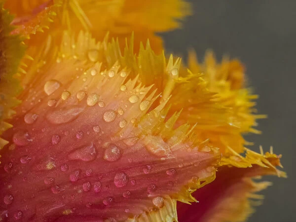 Tulip close-up in orange with dew drops