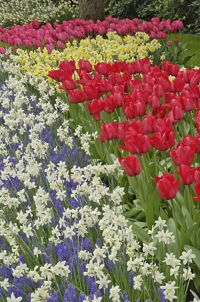 Tulip and daffodil garden, Keukenhof Gardens, Lisse, Netherlands, Holland