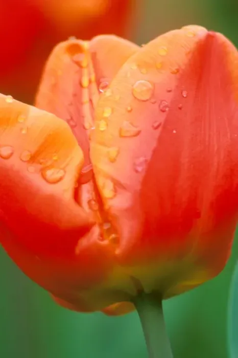 Framed Print : Tulip Detail, Skagit Co. WA