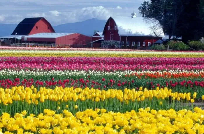 Framed Print : Tulip display field