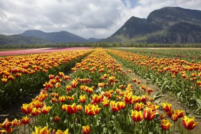 Framed Print : Tulip Farm near Framed Print : Tulip Farm near