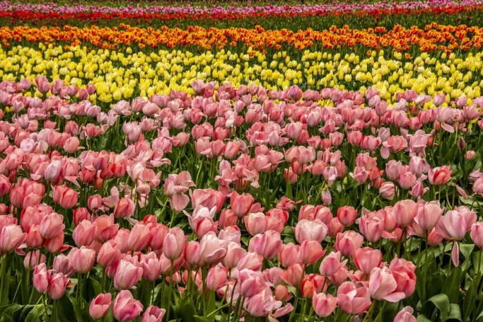 Framed Print : Tulip festival Framed Print : Tulip festival