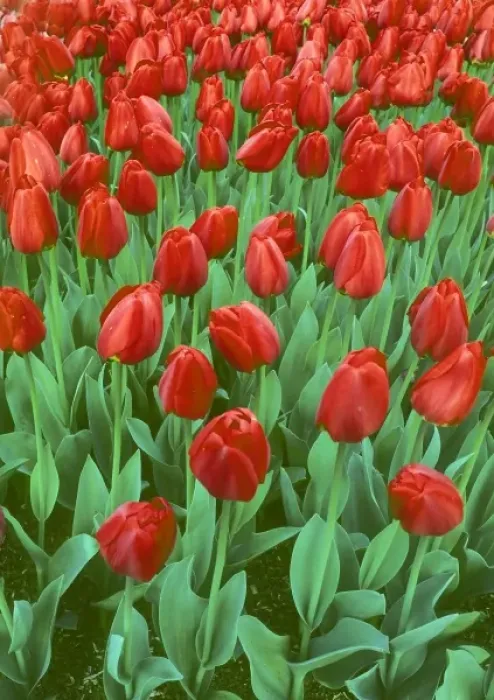 Framed Print : Tulip field blooms in the spring Framed Print : Tulip field blooms in the spring