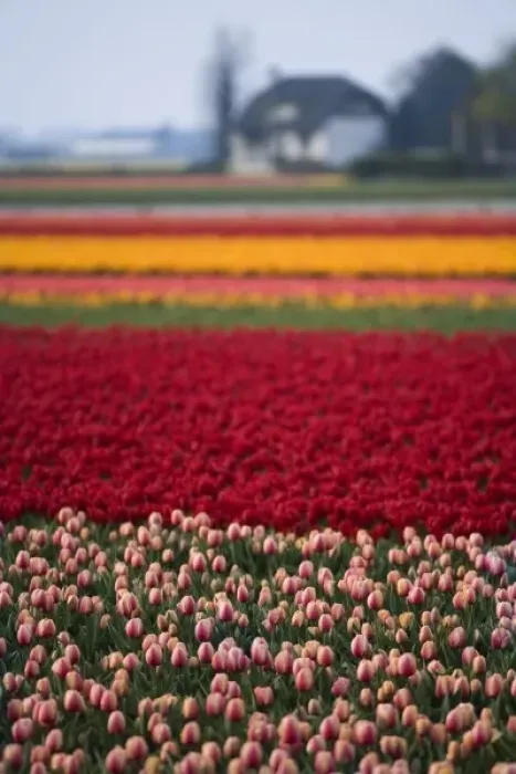 Framed Print : Tulip field; The Netherlands
