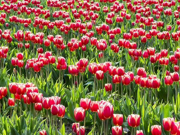 Tulip fields in bloom