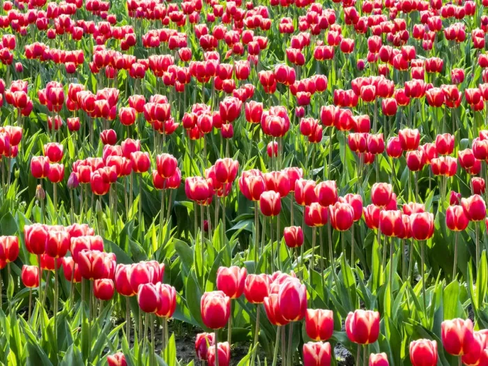 Framed Print : Tulip fields in bloom