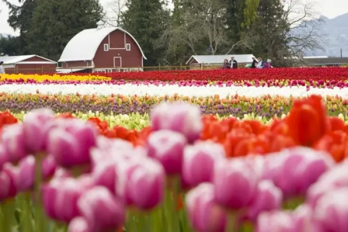 Framed Print : Tulip fields of Mt. Vernon, Skagit County, WA
