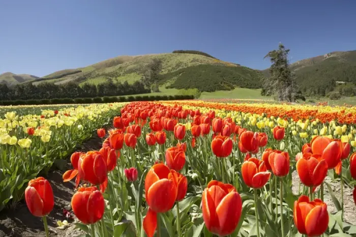 Framed Print : Tulip Fields, near Tapanui, West Otago, South Island, New Zealand Framed Print : Tulip Fields, near Tapanui, West Otago, South Island, New Zealand