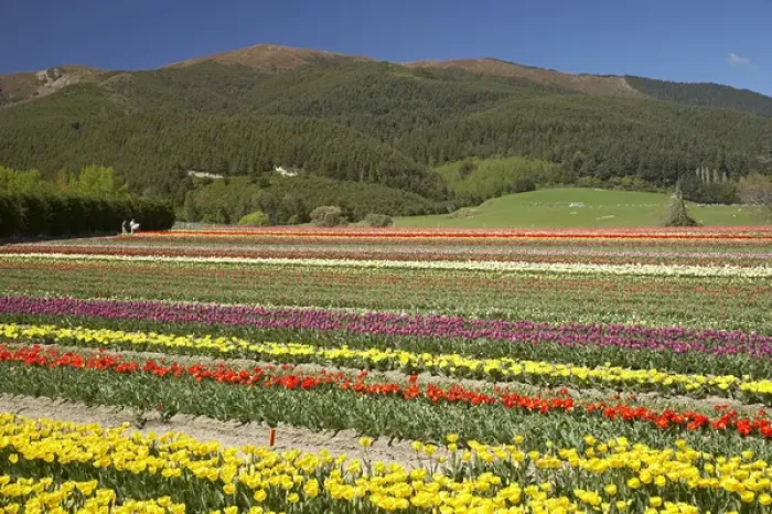 Framed Print : Tulip Fields, near Tapanui, West Otago, South Island, New Zealand