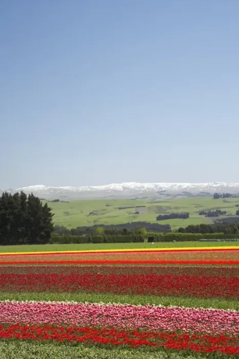 Framed Print : Tulip Fields, near Tapanui, West Otago, South Island, New Zealand