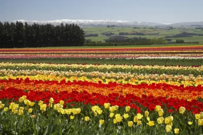Framed Print : Tulip Fields, near Tapanui, West Otago, South Island, New Zealand
