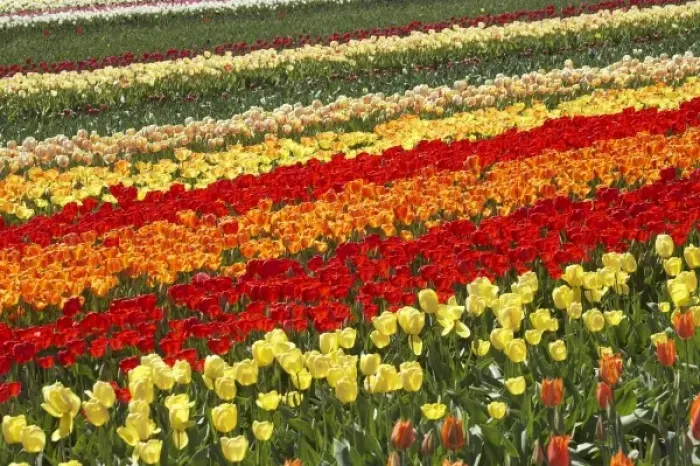 Framed Print : Tulip Fields, near Tapanui, West Otago, South Island, New Zealand