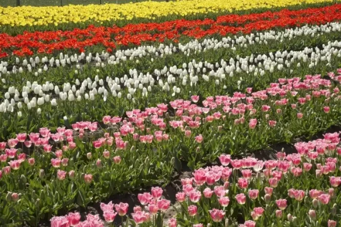 Framed Print : Tulip Fields, near Tapanui, West Otago, South Island, New Zealand