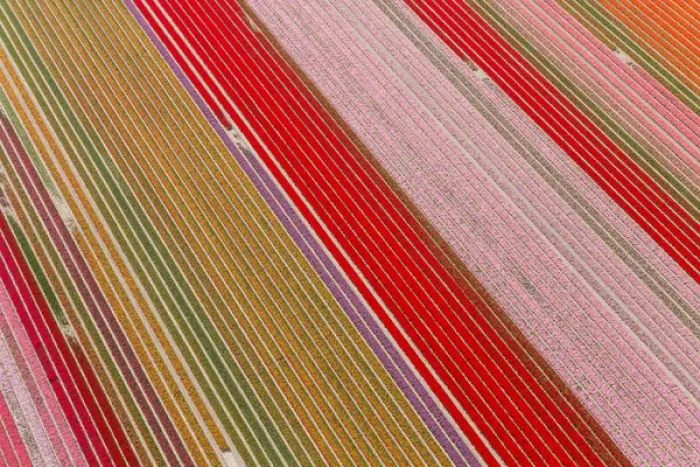 Framed Print : Tulip fields, North Holland, Netherlands