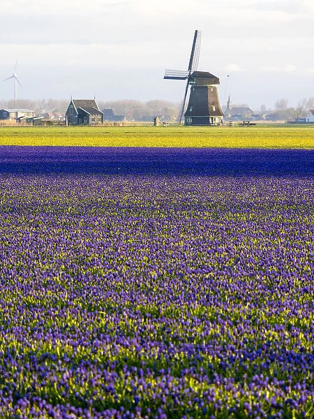 Tulip fields with traditional Dutch windmill