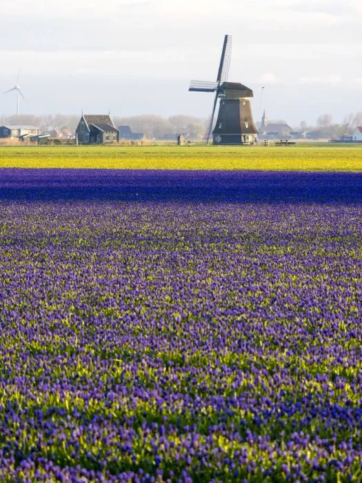 Framed Print : Tulip fields with traditional Dutch windmill Framed Print : Tulip fields with traditional Dutch windmill