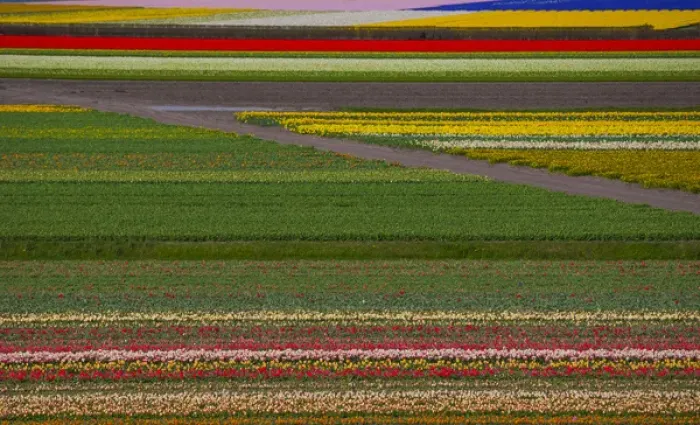 Framed Print : Tulip flower fields in famous Lisse, Holland Framed Print : Tulip flower fields in famous Lisse, Holland