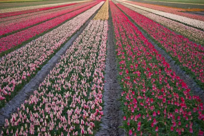 Framed Print : Tulip flower fields in famous Lisse, Holland Framed Print : Tulip flower fields in famous Lisse, Holland